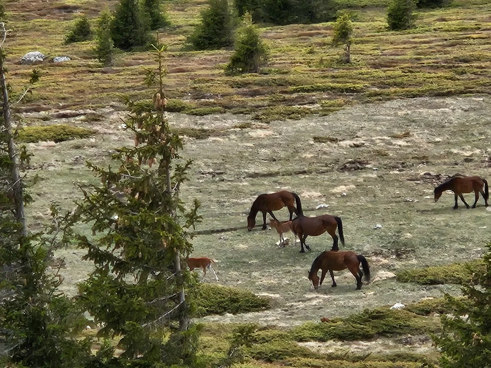 Wild horses