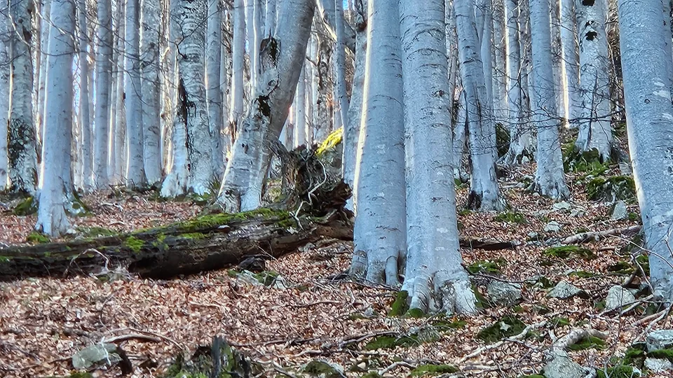 A tree root that looks like a hog