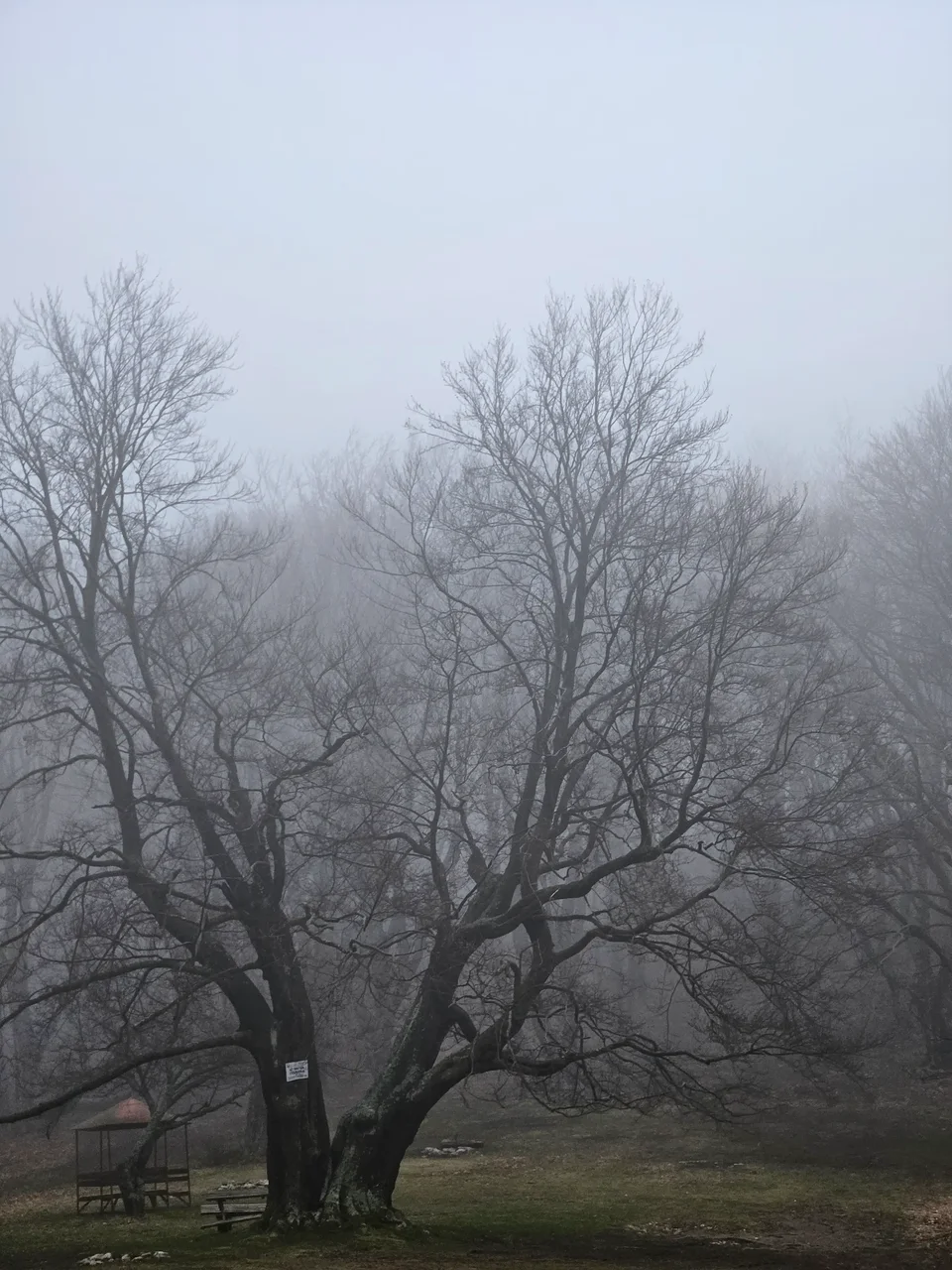 Mist