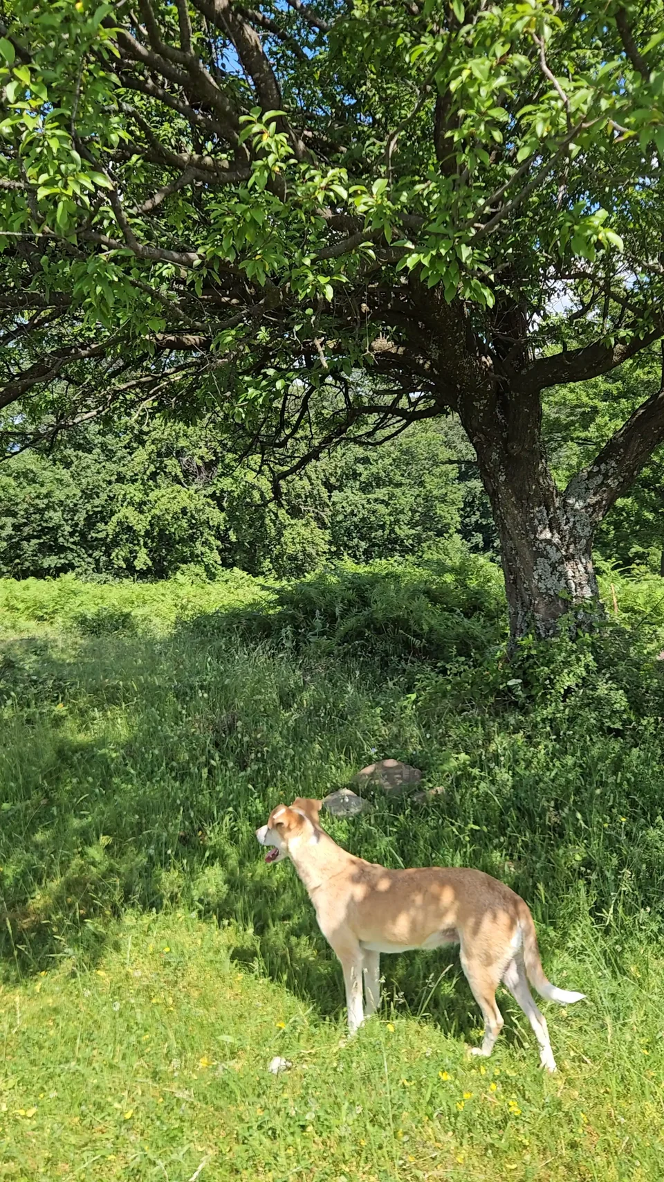 The dog that came along with us