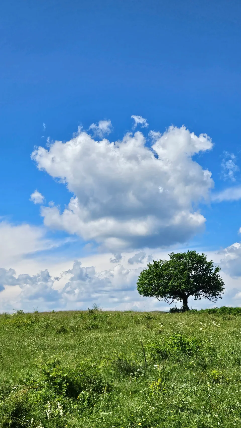 View single tree in a vast field