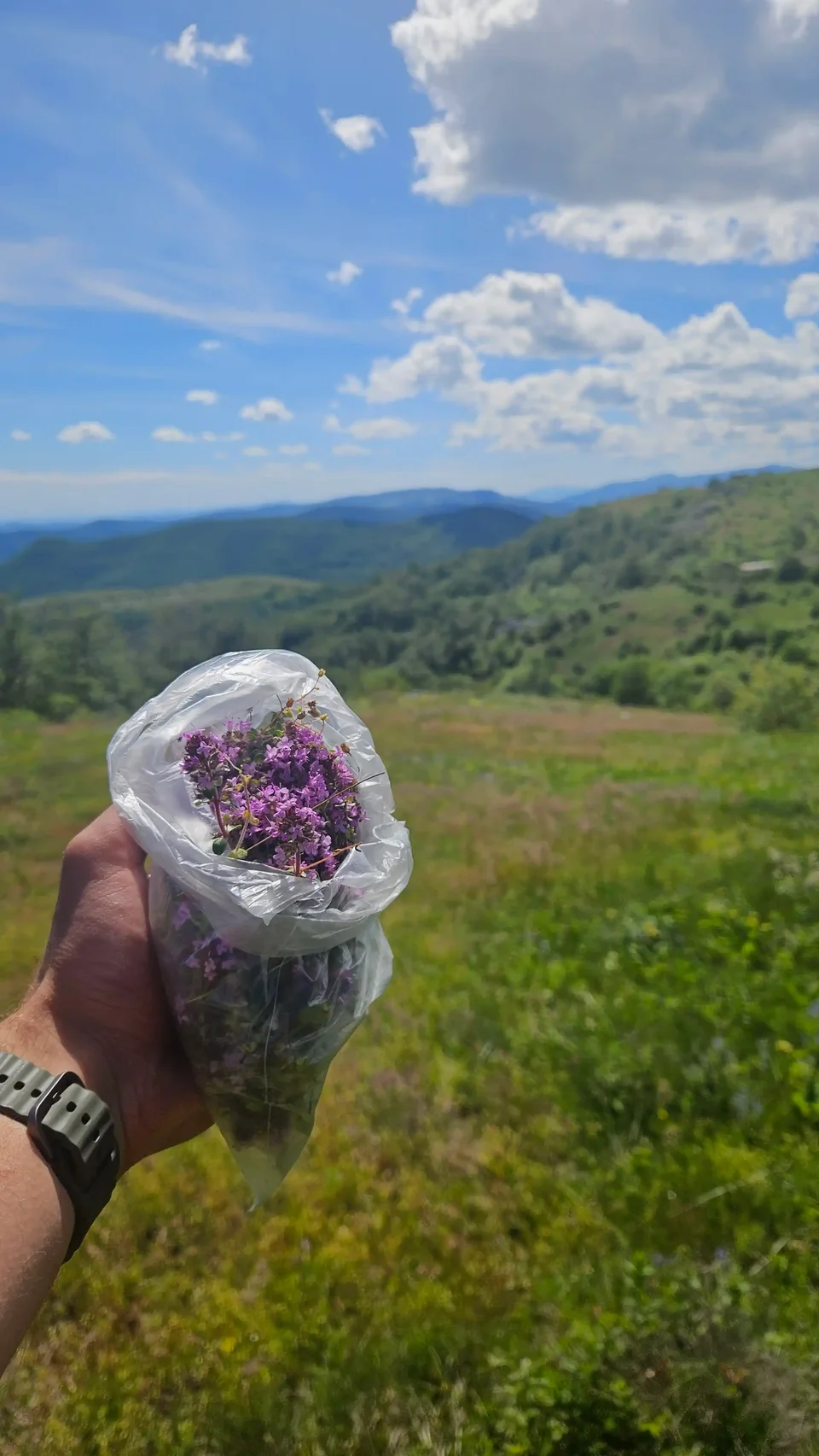 Gathering thyme