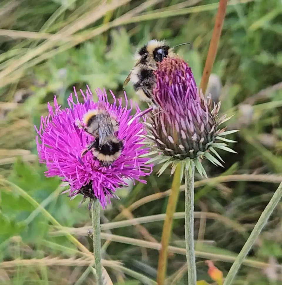 Bumblebee