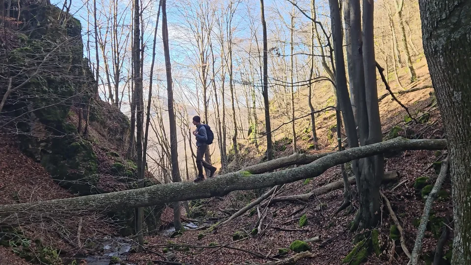 Walking on a fallen tree above a drop