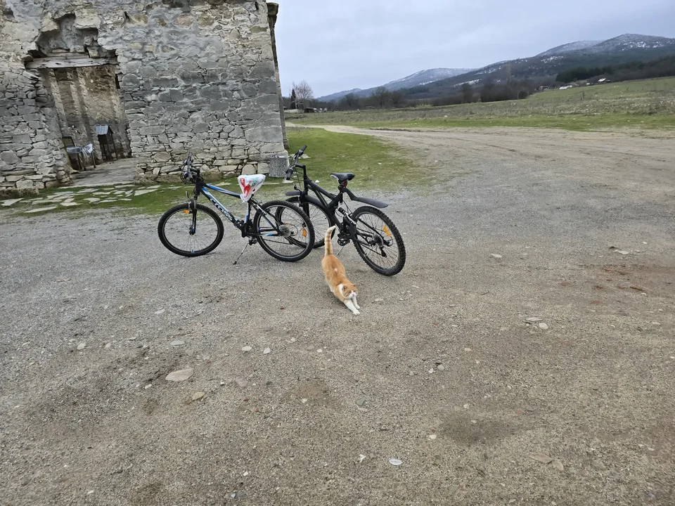 A friendly cat