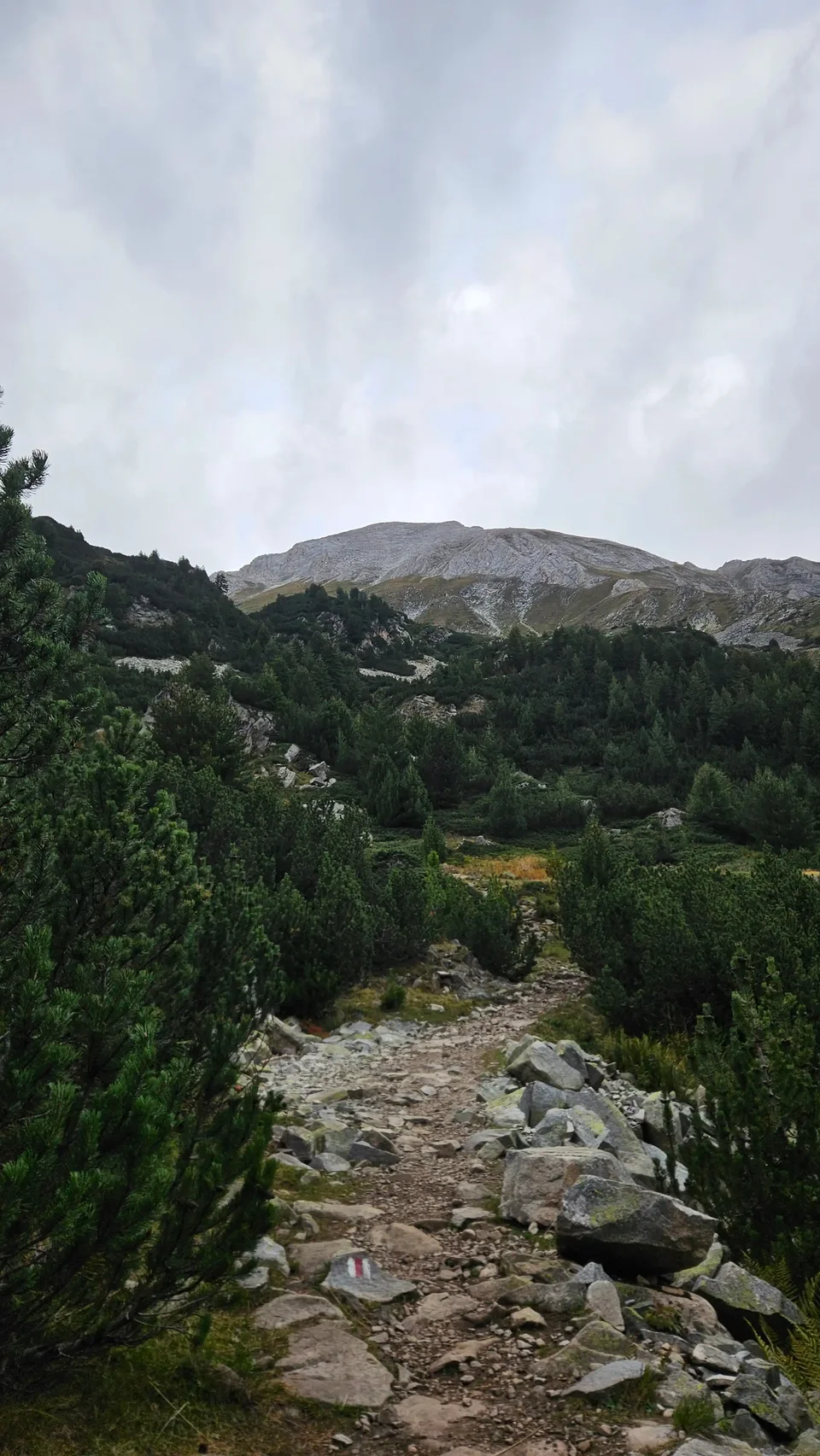 The path through dwarf pines towards Vihren