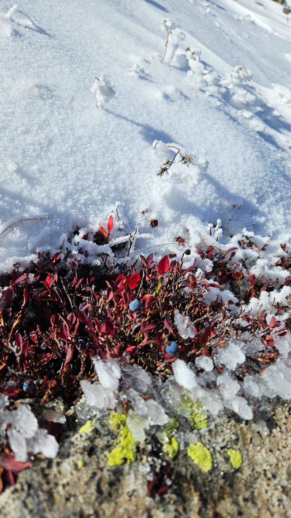 Red leaves and berries in the first snow