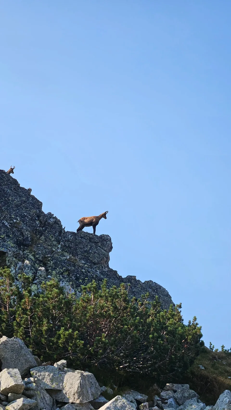 A goat on Zliya Zub